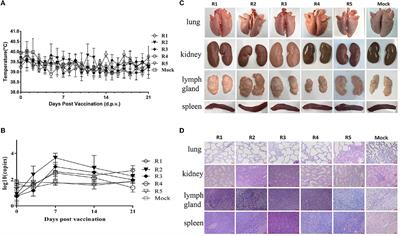 The rPRRSV-E2 strain exhibited a low level of potential risk for virulence reversion